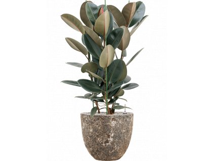 41832 1 ficus elastica abidjan v obalu baq lava substrat vulkastrat prumer 36 cm