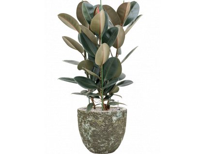 41835 1 ficus elastica abidjan v obalu baq lava substrat vulkastrat prumer 36 cm