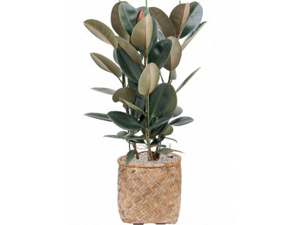 41841 1 ficus elastica abidjan v obalu bohemian substrat vulkastrat prumer 37 cm