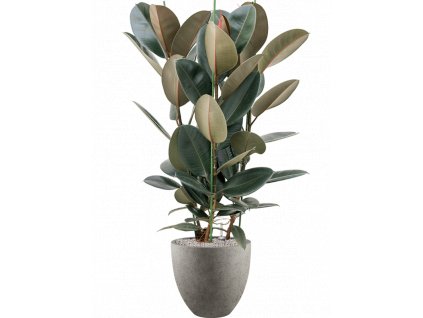 41844 1 ficus elastica abidjan v obalu grigio substrat vulkastrat prumer 40 cm