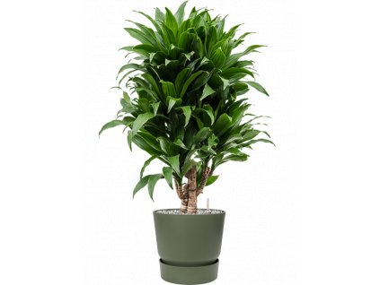 41868 1 dracaena fragrans compacta v obalu greenville substrat vulkastrat prumer 25 cm