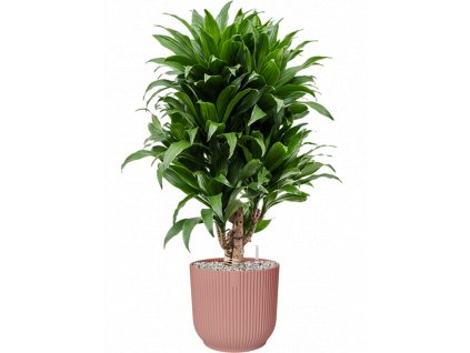 41871 1 dracaena fragrans compacta v obalu vibes fold substrat vulkastrat prumer 25 cm