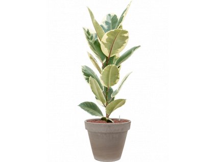 41919 1 ficus elastica tineke v obalu terra cotta hydroponie prumer 35 cm