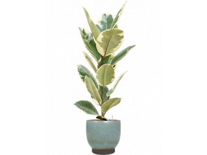 41934 1 ficus elastica tineke v obalu linn hydroponie prumer 25 cm