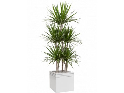 41943 1 dracaena marginata v obalu baq line up substrat vulkastrat prumer 48 cm