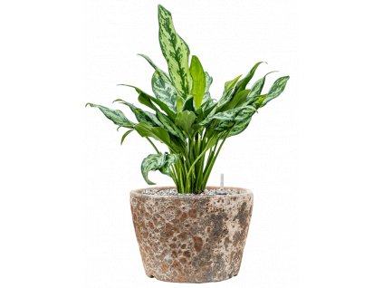 41952 1 aglaonema miss julliete v obalu baq lava substrat vulkastrat prumer 25 cm