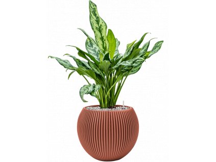 41970 1 aglaonema miss julliete v obalu capi nature groove special substrat vulkastrat prumer 29 cm