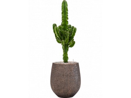 42042 1 euphorbia erytrea v obalu baq opus hit substrat vulkastrat prumer 38 cm