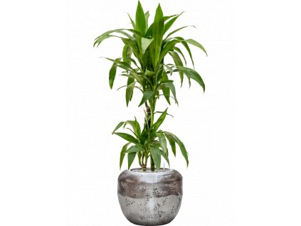 42063 1 dracaena fragrans janet craig v obalu baq opus raw substrat vulkastrat prumer 38 cm