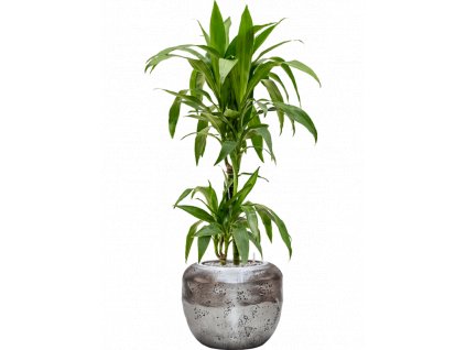 42063 1 dracaena fragrans janet craig v obalu baq opus raw substrat vulkastrat prumer 38 cm