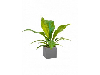 42069 1 anthurium elipticum jungle bush v obalu natural hydroponie prumer 20 cm