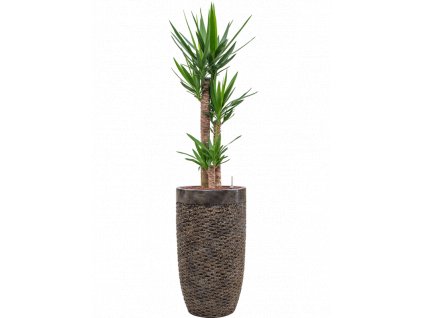 42099 1 yucca elephantipes v obalu baq luxe lite universe layer hydroponie prumer 38 cm