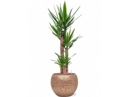 42108 1 yucca elephantipes v obalu baq opus hammered hydroponie prumer 40 cm