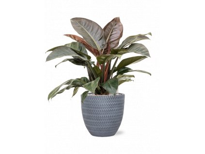 42183 1 philodendron imperial red v obalu baq angle substrat vulkastrat prumer 30 cm