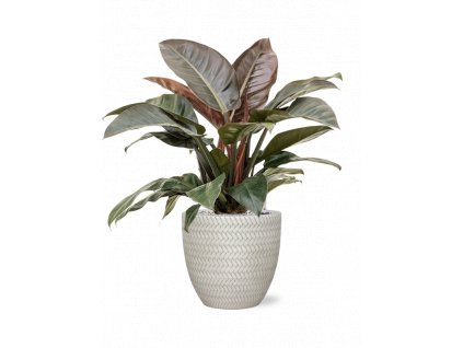 42186 1 philodendron imperial red v obalu baq angle substrat vulkastrat prumer 30 cm