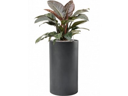 42192 1 philodendron imperial red v obalu baq basic substrat vulkastrat prumer 40 cm