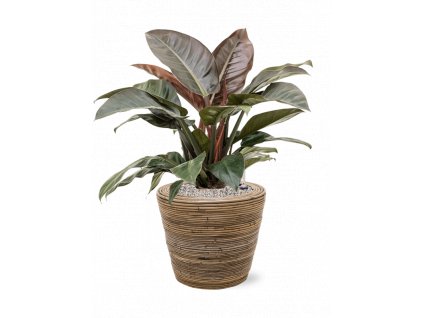 42195 1 philodendron imperial red v obalu drypot rattan stripe substrat vulkastrat prumer 38 cm