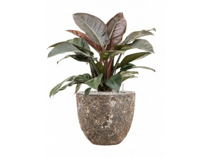 42204 1 philodendron imperial red v obalu baq lava substrat vulkastrat prumer 36 cm