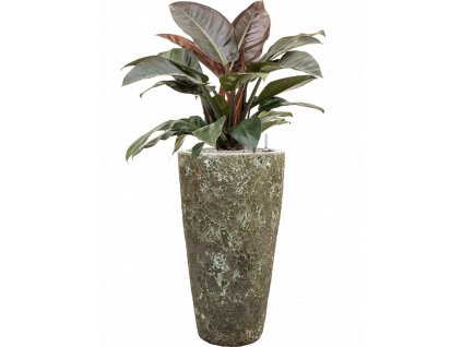 42213 1 philodendron imperial red v obalu baq lava substrat vulkastrat prumer 35 cm