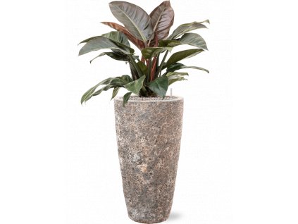 42216 1 philodendron imperial red v obalu baq lava substrat vulkastrat prumer 35 cm