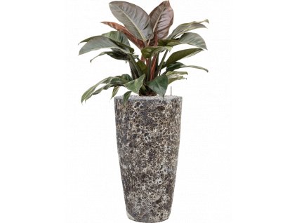 42219 1 philodendron imperial red v obalu baq lava substrat vulkastrat prumer 35 cm