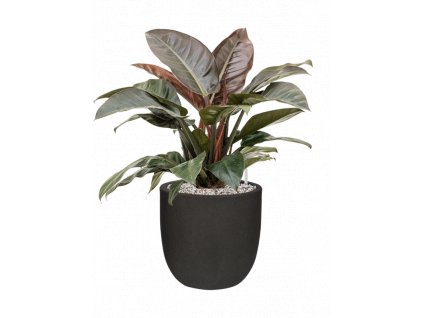 42231 1 philodendron imperial red v obalu capi urban smooth nl substrat vulkastrat prumer 35 cm