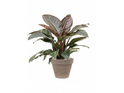 42249 1 philodendron imperial red v obalu terra cotta substrat vulkastrat prumer 40 cm