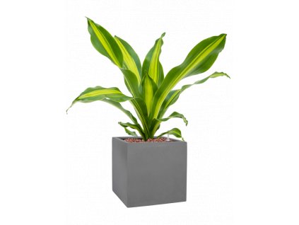 42273 1 dracaena fragrans burley v obalu natural hydroponie prumer 20 cm