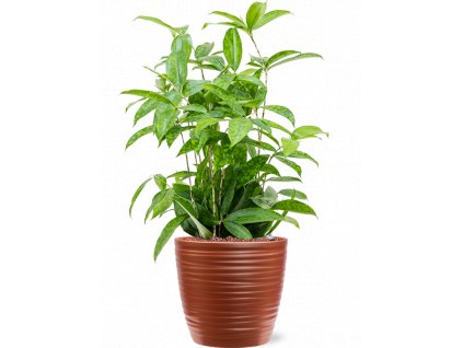 42279 1 dracaena surculosa v obalu groove hydroponie prumer 22 cm