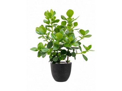 42354 1 clusia rosea princess v obalu artstone substrat vulkastrat prumer 38 cm