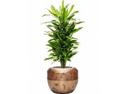 42363 1 dracaena fragrans golden coast v obalu baq opus raw substrat vulkastrat prumer 50 cm