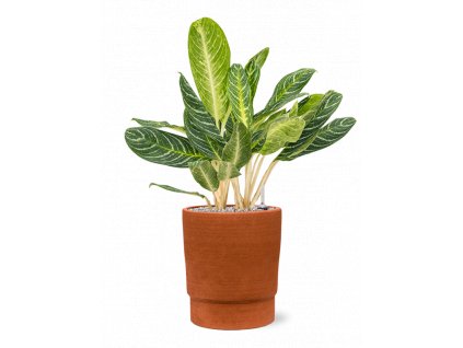 42369 1 aglaonema key lime v obalu chao substrat vulkastrat prumer 27 cm