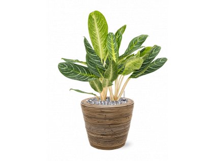 42381 1 aglaonema key lime v obalu drypot rattan stripe substrat vulkastrat prumer 38 cm