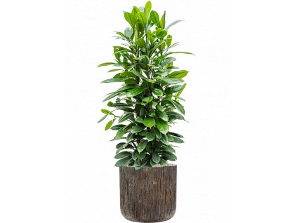 42384 1 ficus cyathistipula v obalu baq luxe lite universe waterfall substrat vulkastrat prumer 40 cm