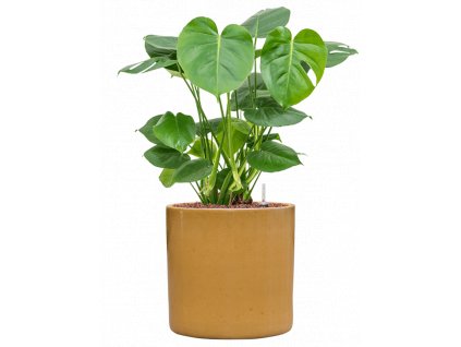 42465 1 monstera deliciosa v obalu cylinder hydroponie prumer 30 cm