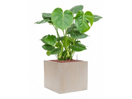 42483 1 monstera deliciosa v obalu baq raindrop hydroponie prumer 30 cm