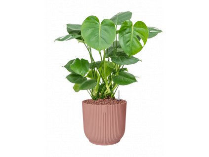 42492 1 monstera deliciosa v obalu vibes fold hydroponie prumer 25 cm