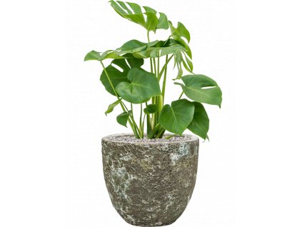 42498 1 monstera deliciosa v obalu baq lava substrat vulkastrat prumer 36 cm