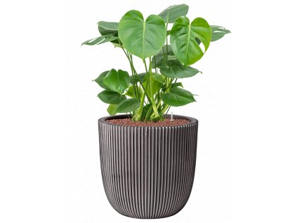 42567 1 monstera deliciosa v obalu capi nature groove nl hydroponie prumer 35 cm