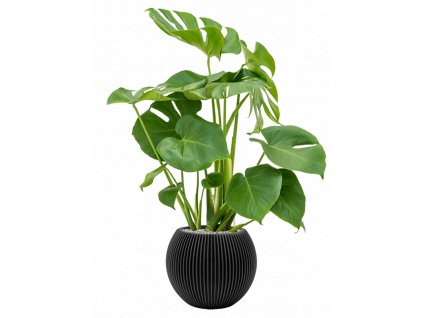 42615 1 monstera deliciosa v obalu capi nature groove substrat vulkastrat prumer 29 cm