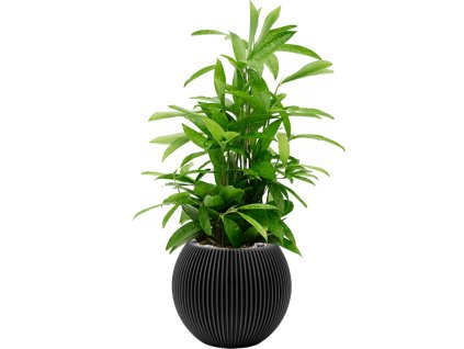 42618 1 dracaena surculosa v obalu capi nature groove substrat vulkastrat prumer 29 cm