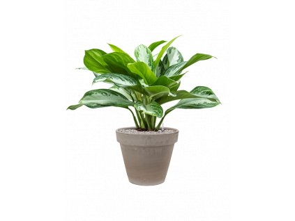 42648 1 aglaonema silver bay v obalu terra cotta substrat vulkastrat prumer 35 cm