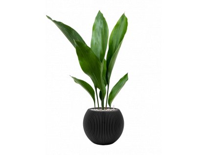 42651 1 aspidistra elatior v obalu capi nature groove substrat vulkastrat prumer 21 cm