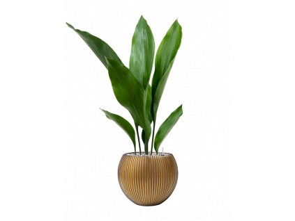 42654 1 aspidistra elatior v obalu capi nature groove substrat vulkastrat prumer 21 cm