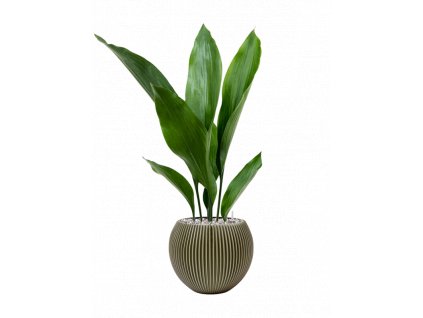 42663 1 aspidistra elatior v obalu capi nature groove special substrat vulkastrat prumer 21 cm