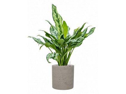 42675 1 aglaonema miss julliete v obalu rough substrat vulkastrat prumer 20 cm