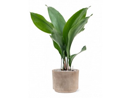 42705 1 aspidistra elatior v obalu terra cotta substrat vulkastrat prumer 20 cm