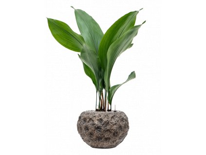 42753 1 aspidistra elatior v obalu baq luxe lite universe moon substrat vulkastrat prumer 28 cm