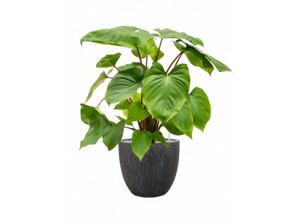 42771 1 homalomena rubescens maggy v obalu baq raindrop substrat vulkastrat prumer 37 cm