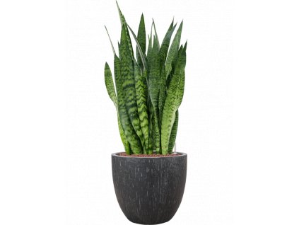 42780 1 sansevieria zeylanica v obalu baq raindrop hydroponie prumer 37 cm